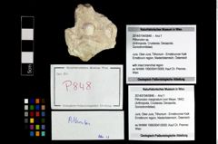 Foto (Objekt + Etikett) von Pithonoton sp.  (NHMW-GEO-2014-0194-0848)